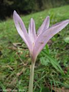 Herbst-Zeitlose, jesenski mrazovac. Fundort: Bribir 10/2014, Giftpflanze , Heilpflanze