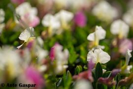 Dalmatocytisus 1.jpg