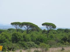 Später hat der heutige Besitzer das Anwesen von der Familie Dražić gekauft. Bis zum Krieg wohnte hier die 5köpfige Familie.