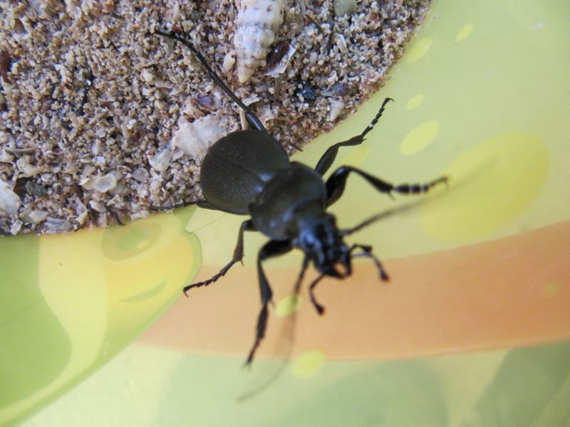 Datei:Car cor Vir 150916 1975.jpg