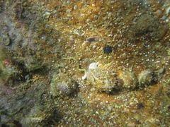 Jungmuschel, Vir 09/2012