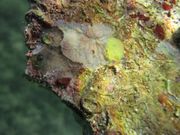 Clathrina clathrus Schmidt, 1864 - Gelber Gitter-Kalkschwamm, mrežasta spužva, Fundort: Vir 07/2014, Meerestier