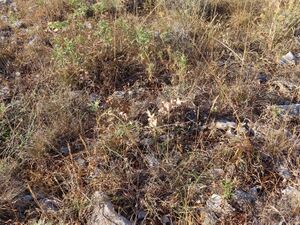 Leb ErynCamp Vir 220713 2890.jpg