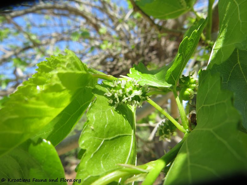 Datei:Morus alba Linné, 1758 Kož 180421 12410.JPG