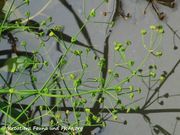 Alisma plantago-aquatica Linné, 1753 - Gewöhnlicher Froschlöffel, obični žabočun. Fundort: Bayern, Steinberger See 09/2012, Giftpflanze , Heilpflanze, Essbare Pflanze , Zierpflanze