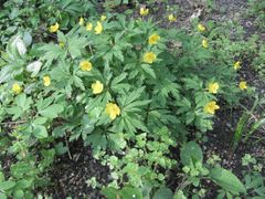 Breitenwachstum, Regensburg Stadtpark 04/2013