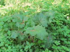 basale Blattrosette, Thalmassing 05/2012