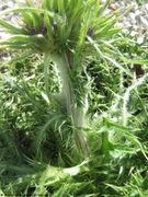 CardNu Verbnä Vir 180213 10739.jpg