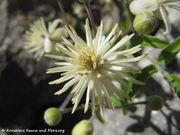 Clematis flammula Linné, 1753 - Brennende Waldrebe, plamenita pavitina. Fundort: Vir 06/2011, Giftpflanze , Heilpflanze?