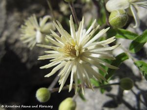 ClematFlamm Blü3 Vir 110620 29.jpg