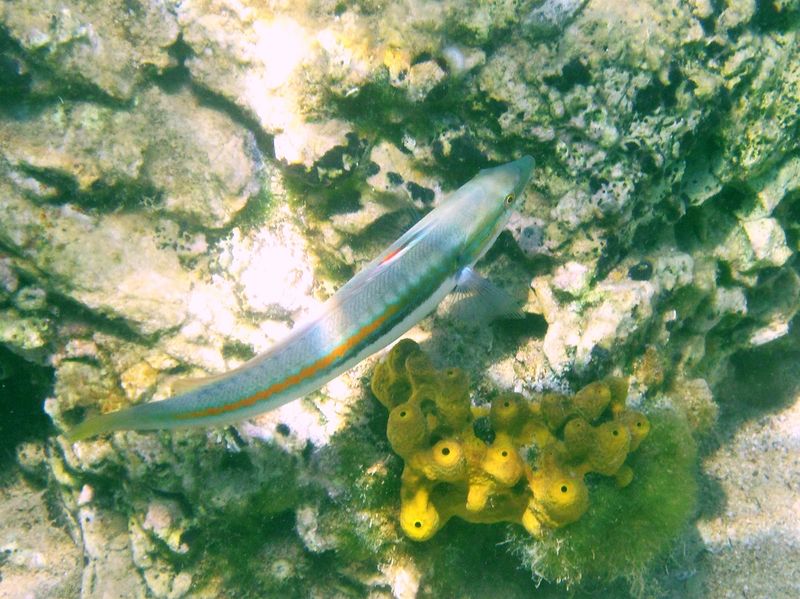 Datei:CorJul Vir 110621 6.jpg