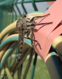 MachGon Kož 140826 5499.jpg