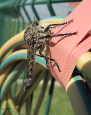 MachGon Kož 140826 5499.jpg