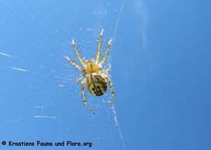 Mangora acalypha Walckenaer, 1802 Vir 140520 3527.jpg