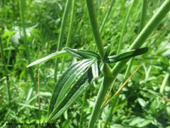 Stängelblatt, Grbe 05/2017