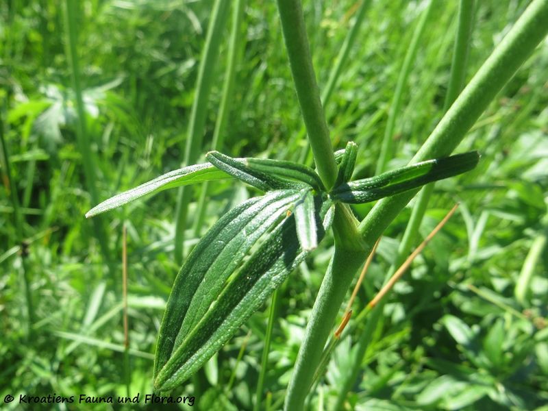 Datei:Ranunculus acris Linné, 1753 Grbe 170510 7535.jpg