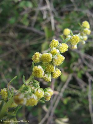 ArteAlb LuŠu 141004 5913.jpg