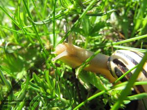 CepNem TH 120427 429.jpg