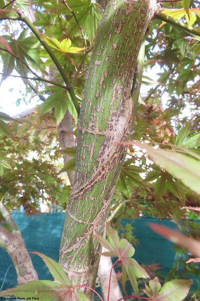 Datei:Diospyros kaki Thunberg, 1780 WFlo 231015 4400.JPG