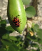 Auf einer Frucht vom Dornigen Kapernstrauch, trnoviti kapar