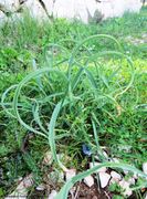 Dugi Otok, Sakarun 04/2018, Wildform am Strand