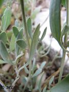 Portulak-Keilmelde , omahlina. Fundort: Novi Vinodolski 10/2013, Essbare Pflanze