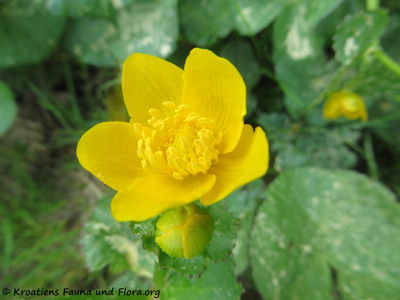 Datei:Caltha palustris Linné, 1753 KulMoo 180502 13472.JPG