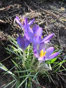 Frühlings-Krokus. Fundort: Heselbach 03/2014