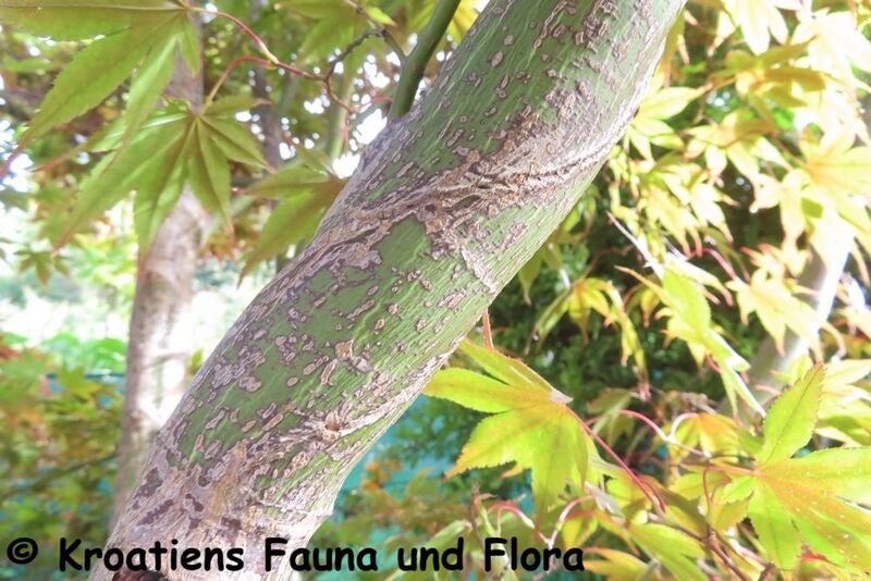 Datei:Diospyros kaki Thunberg, 1780 WFlo 231015 4401.JPG