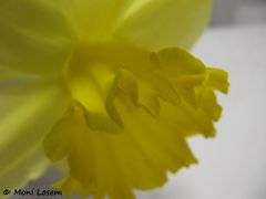 Nebenkrone, Pfaffenhofen 01/2012