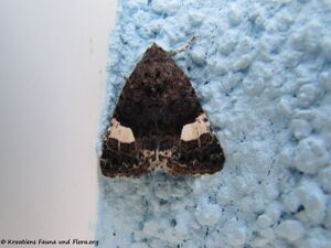 Tyta luctuosa Denis & Schiffermüller, 1775 Vir 140521 3545.jpg