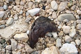 190113 Aplysia von Heike 1.jpg