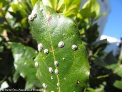 Auf Laurus nobilis Linné, 1753 - Echter Lorbeer, lovor, Zadar 01/2017