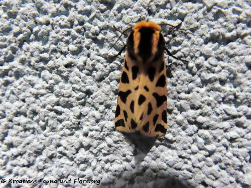 Datei:Epicallia villica Linné, 1758 Vir 200914 1353.JPG