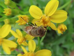 Die wunderschönen Augen, Vir 11/2020