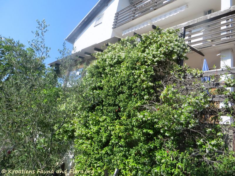 Datei:Trachelospermum jasminoides (Lindley) Lemaire, 1851 Zad 200523 763.JPG