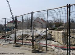 190409 0636 Nin k.jpg