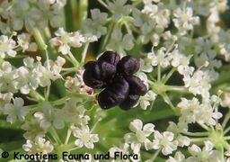 purpurne Mohrenblüte, Wien Floridsdorf 07/2024