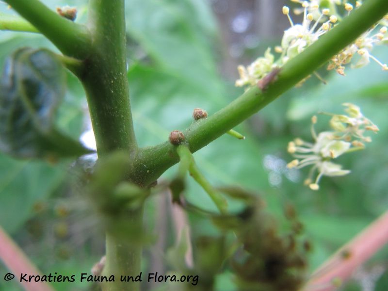Datei:Ailanthus altissima - Götterbaum Vir 160608 8825.jpg