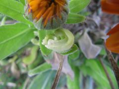 Offene Frucht, Vir 12/2015