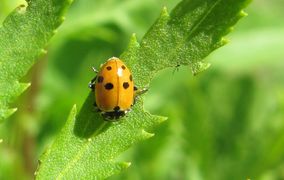 Österreich, Niedersulz 08/2012