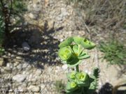 Euphorbia paralias Linné, 1753 - Strand-Wolfsmilch, obalna mlječika. Fundort: Ždrijac 04/2016, Giftpflanze , Heilpflanze