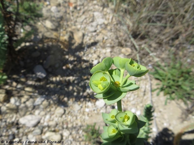 Datei:Euphorbia paralias Linné, 1753 Ždri 170510 7542.jpg
