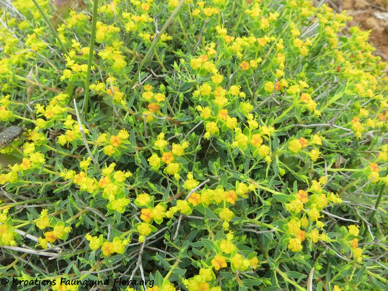 Datei:Euphorbia spinosa Linné, 1753 Vir 200413 351.JPG