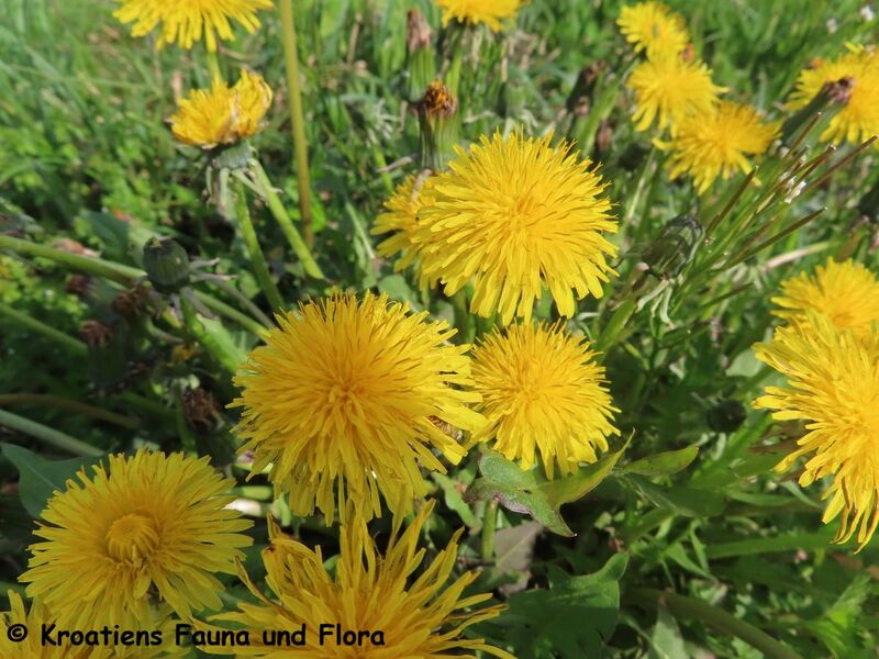 Datei:Taraxacum officinale Wiggers, 1780 Velika Gorica 230423 3800.JPG