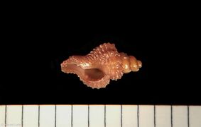 241130 Neven Lete Hexaplex trunculus 5.jpg