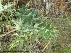 Blatt der Grundrosette, Otok Vir 08/2018