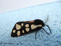 ♂, Seitenansicht, Vir 04/2014