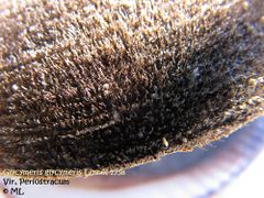 Das Periostracum, Vir 09/2011