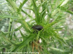 Auf Scolymus hispanicus Linné, 1753 - Spanische Golddistel, bodičasta neznanka, Vrsi 06/2016